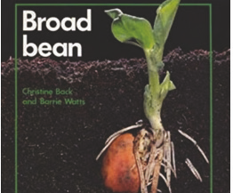 Broad Bean Planting class set