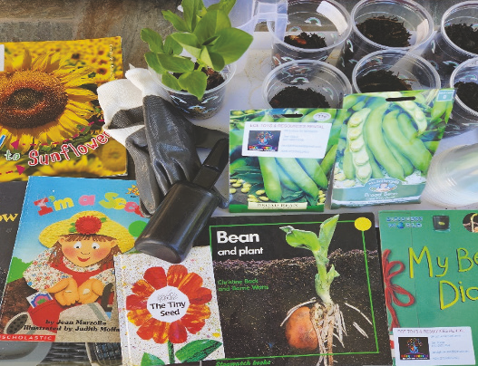 Broad Bean Planting class set