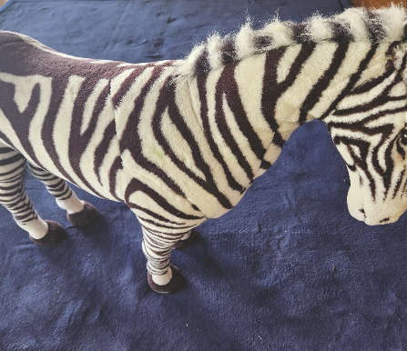 Large sit on 3D zebra