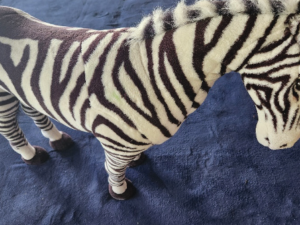 large sit on 3d zebra.webp
