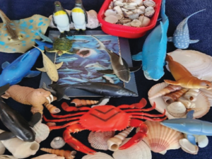 sea creatures and shells set for 6 students.webp